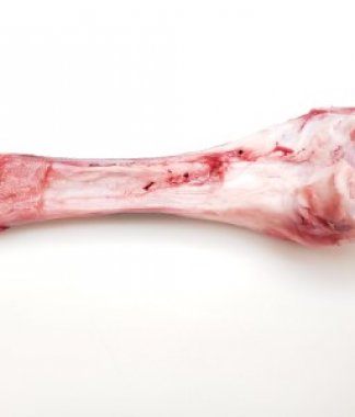 Passover Seder Shank Bone